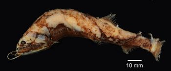 Media type: image; Ichthyology 96775